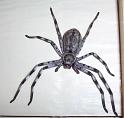 Holconia_insignis_D3307_Z_82_Oaklands Park_Australie
